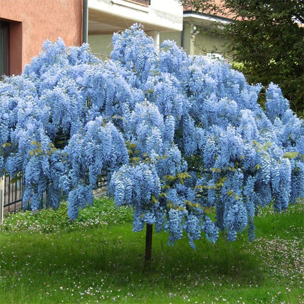 Blue Chinese Wisteria (Wisteria sinensis) Bare Root Trees — 2 Live Plants, 1-2 ft