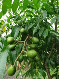 June Plum (Spondias dulcis) Starter Plant - 3-4 ft Tropical Fruit Tree