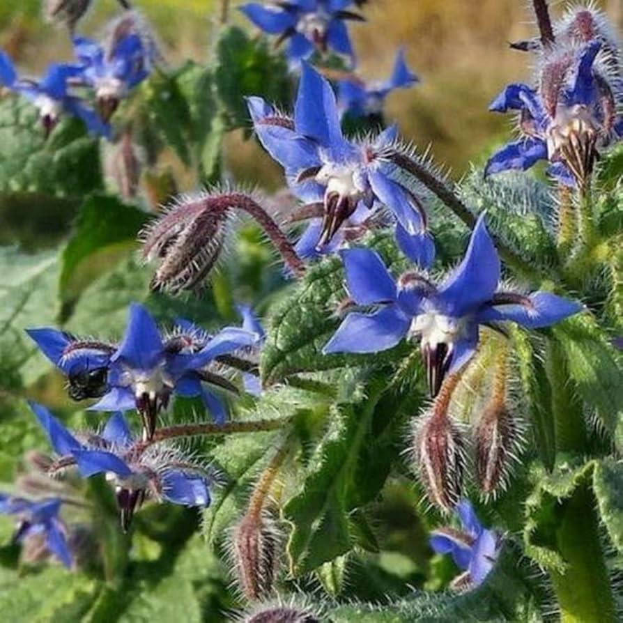 Borage (Borago officinalis) Heirloom Herb Seeds – 100 Seeds for Pollinators & Edible Flowers