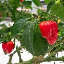 Habanero Caribbean Red Pepper Seeds – 250mg for Planting, Extra Hot, High Yield