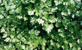 Dark Green Italian Giant Parsley Seeds (Petroselinum crispum neapolitanum) - 2000 Seeds