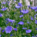 Chicory Seeds - Non-GMO, Blue Flowers, 75 Days to Maturity | Cichorium intybus