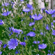 Chicory Seeds - Non-GMO, Blue Flowers, 75 Days to Maturity | Cichorium intybus