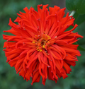 Zinnia Elegans Red Cactus Giant - 100 Seeds for 4-5" Blooms, Cut Flowers, Non-GMO