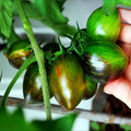 Brad's Atomic Grape Tomato Seeds - 10 Stunning Striped Heirloom Seeds