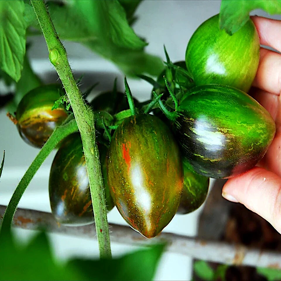 Brad's Atomic Grape Tomato Seeds - 10 Stunning Striped Heirloom Seeds