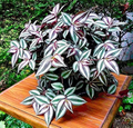 12 Fully Rooted Wandering Jew Cuttings (Tradescantia Zebrina) - Easy Indoor Houseplant