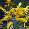Solidago nemoralis (Old Field Goldenrod) Seeds — 500 mg for Native Wildflower Gardens