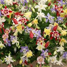 McKana Giant Mix Columbine (Aquilegia caerulea) Seeds — 100-2000, Long-Lasting Blooms