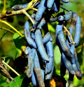 Decaisnea fargesii - Blue Sausage Fruit Tree Seeds (5) | Hardy Ornamental Shrub