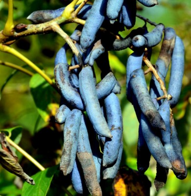Decaisnea fargesii - Blue Sausage Fruit Tree Seeds (5) | Hardy Ornamental Shrub