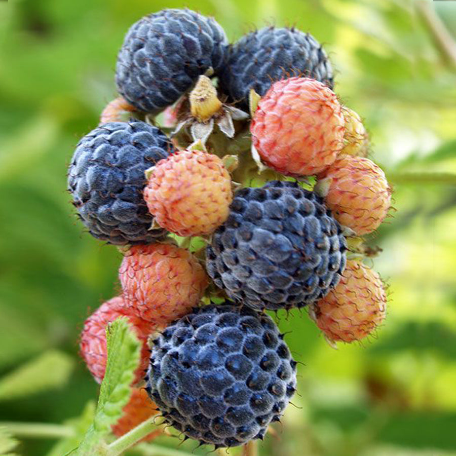 Mysore Black Raspberry Plant (Rubus niveus) – 1 Bare Root Starter, Ever-Bearing, Zones 9-11