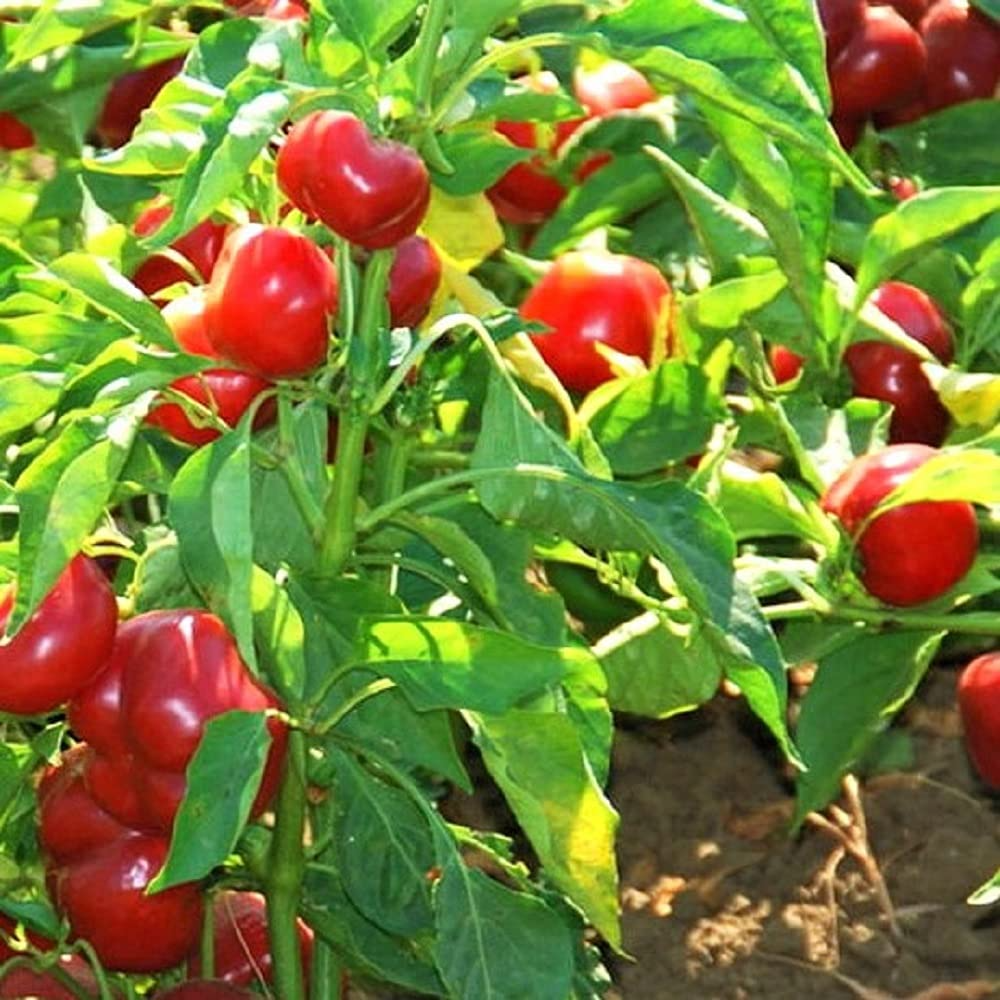 Red Cherry Sweet Pepper Seeds - 250 mg | Capsicum annuum Heirloom