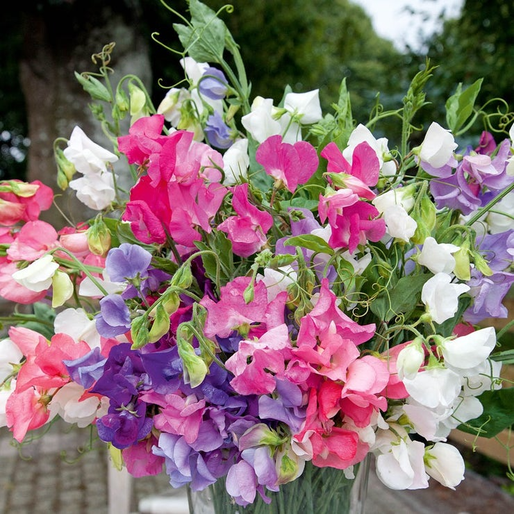 Sweet Pea Seeds - 50+ Sweetie Mix, Dwarf, Fragrant, For Borders & Pots