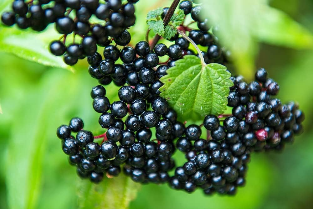 50 Black Elderberry Cuttings (Sambucus nigra) - Starter Plants, USA-Grown