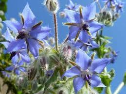 Borage Seeds - Edible Blue Flowers & Leaves, Heirloom, Non-GMO, 50 Seeds