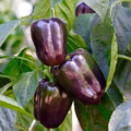Purple Beauty Pepper Seeds - Capsicum annuum, Non-GMO, High-Yield Sweet Bell Peppers