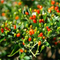 25 Chiltepin Pepper Seeds - Wild Hot Pepper (50,000-250,000 SHU) 3-4 ft tall, Non-GMO