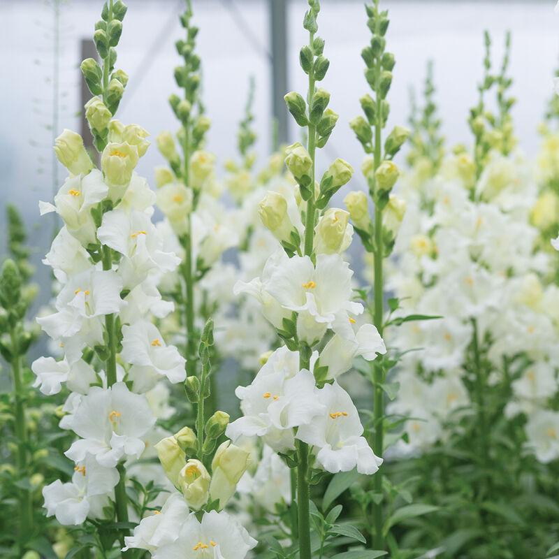Chantilly White Snapdragon Seeds (Antirrhinum majus) – 1000+ Seeds, Tall Fragrant White Blooms