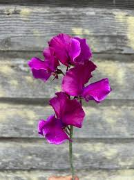 Terry Davey Sweet Pea Seeds – 50+ Lilac Mauve Blooms, Climbing Vine (Seeds) – For Bouquets, Trellises & Arches