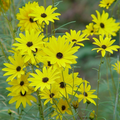 Swamp Sunflower (Helianthus angustifolius) Seeds | 200 Seeds | Native Wildflower