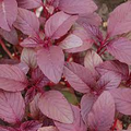 Amaranthus tricolor 'Red Beauty' Edible Amaranth Seeds – 500mg, Red Stripe Leaves