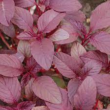 Amaranthus tricolor 'Red Beauty' Edible Amaranth Seeds – 500mg, Red Stripe Leaves