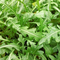 Sylvetta Arugula Seeds - Heirloom Non-GMO, Spicy Peppery Flavor, Zone 3-9