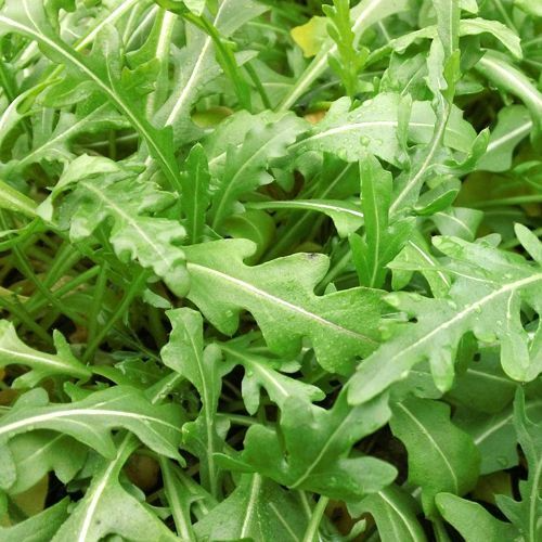 Sylvetta Arugula Seeds - Heirloom Non-GMO, Spicy Peppery Flavor, Zone 3-9