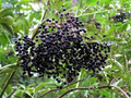 American Elderberry Bush (Sambucus canadensis) - 2-Pack Bare Root Live Plants, Zones 3-9