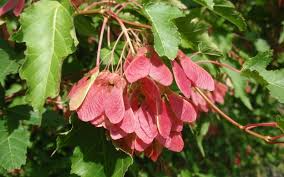 Acer tataricum (Tatarian Maple) Seeds - 10 Pack for Fast-Growing, Hardy Shade Tree