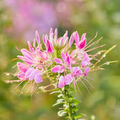 Cleome Cherry Queen Seeds (200) | Cleome hassleriana Spider Flower, Non-GMO, Pink Bloom, Attracts Butterflies & Bees