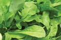 Astro Arugula Seeds - 300 Bulk, Fast-Growing, Mild Flavor, Organic