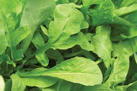 Astro Arugula Seeds - 300 Bulk, Fast-Growing, Mild Flavor, Organic