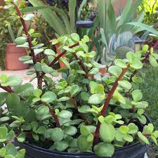 Giant Mammoth Elephant Bush Cuttings (Portulacaria afra Macrophylla) - 4-6" Tall, 2 Replace Cuttings, Rare Large-Leaf Succulent