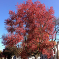 Acer Rubrum Northern (Northern Red Maple) Seeds - 10 Seeds for Planting