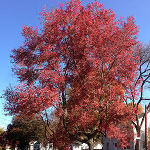 Acer Rubrum Northern (Northern Red Maple) Seeds - 10 Seeds for Planting