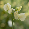 Primrose Sweet Pea Seeds – 50+ Seeds – Pale Yellow Blooms for Trellises & Cut Flowers
