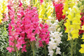 Snapdragon Tetra Mix Seeds (Antirrhinum majus) - 500 Non-GMO Semi-Dwarf, Multi-Color Blooms