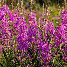 Fireweed Seeds (Chamerion angustifolium) - 500 bulk seeds | Rosebay, Native Perennial