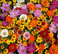 Native Flower Mix for Monarchs & Milkweed Butterflies - 1000 Seeds, Non-GMO