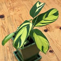 Ctenanthe Lubbersiana Never Never Plant – 1 Live Variegated Prayer Plant (1-2')
