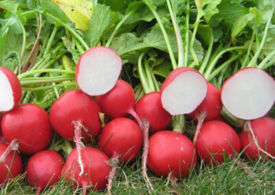 Cherry Belle Radish Seeds - Raphanus sativus | 200 Seeds, Quick-Growing