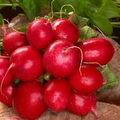 Radish Cherry Belle Seeds – 1g Heirloom, Crisp & Mild, Fast Growing
