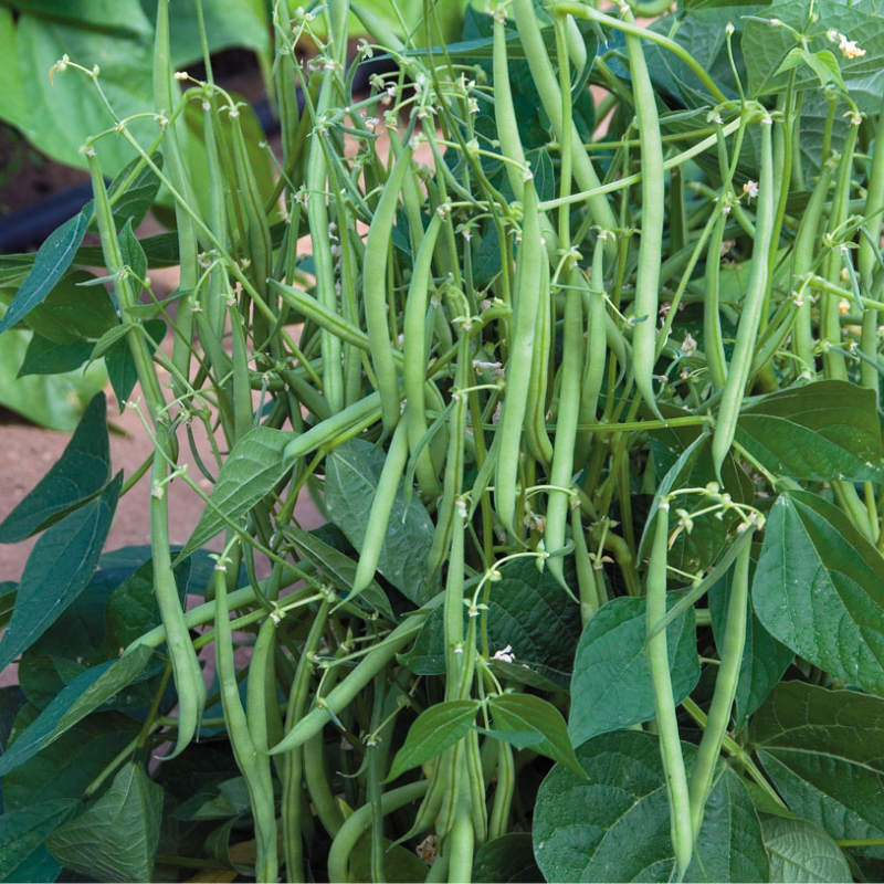 Petite Filet French Bean Seeds – 5g for Planting, Gourmet, Stringless, High Yield