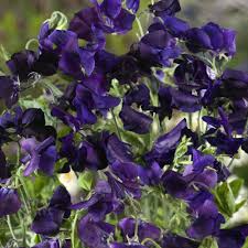 Sweet Pea Royal Navy Blue Seeds - Fragrant Climbing Vine (Lathyrus odoratus) 15 Seeds