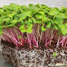 Radish Triton Purple Stem Seeds – 80 Heirloom Raphanus sativus