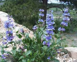 Penstemon Payettensis Seeds (Payette Beardtongue) – 100 mg for Planting | Native Wildflower