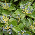 Arrowwood Viburnum Bush (Viburnum dentatum) - Bare Root Starter Plant, White Flowers, Edible Blue-Black Fruits