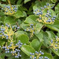 Arrowwood Viburnum Bush (Viburnum dentatum) - Bare Root Starter Plant, White Flowers, Edible Blue-Black Fruits